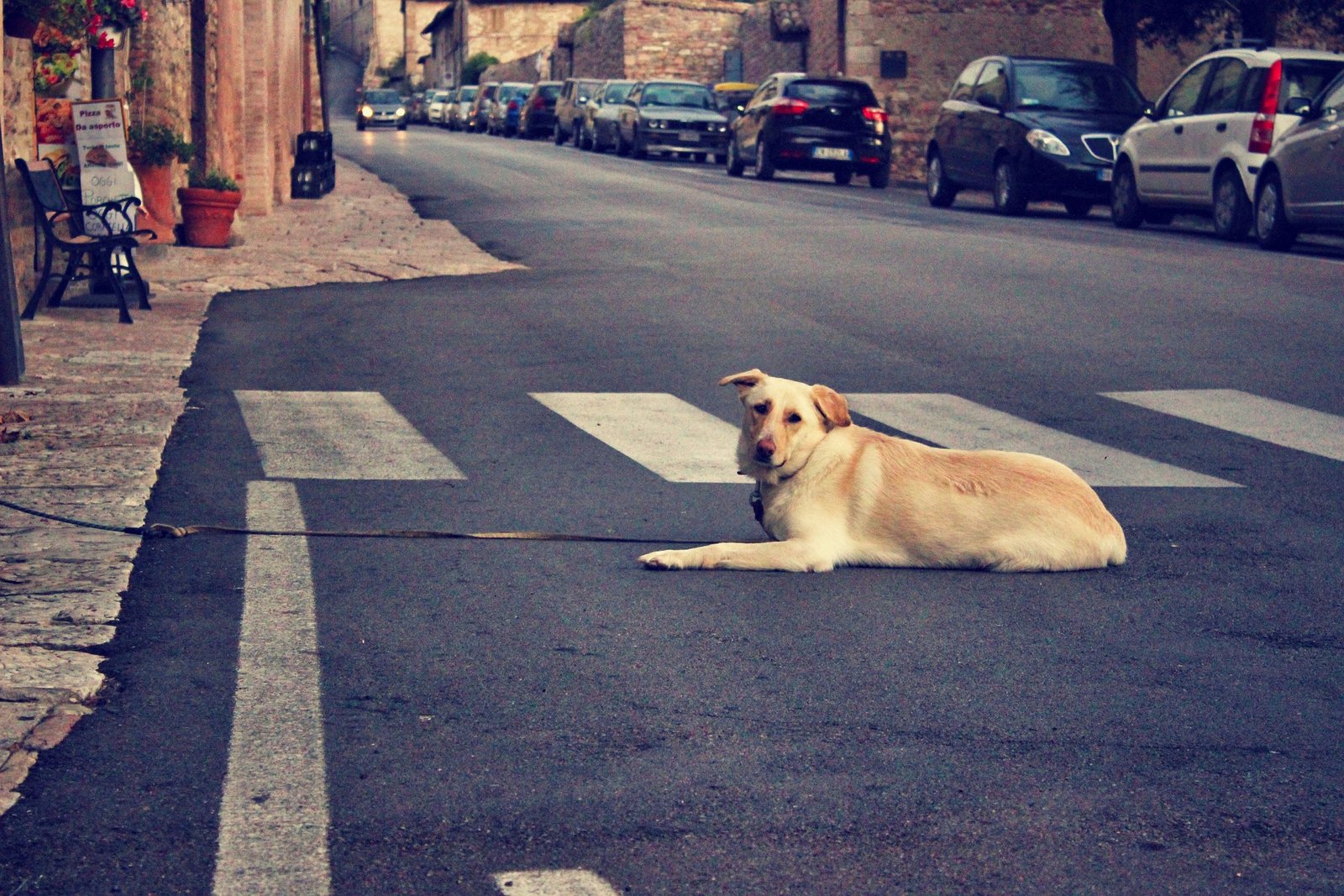 perro en paso de peatones